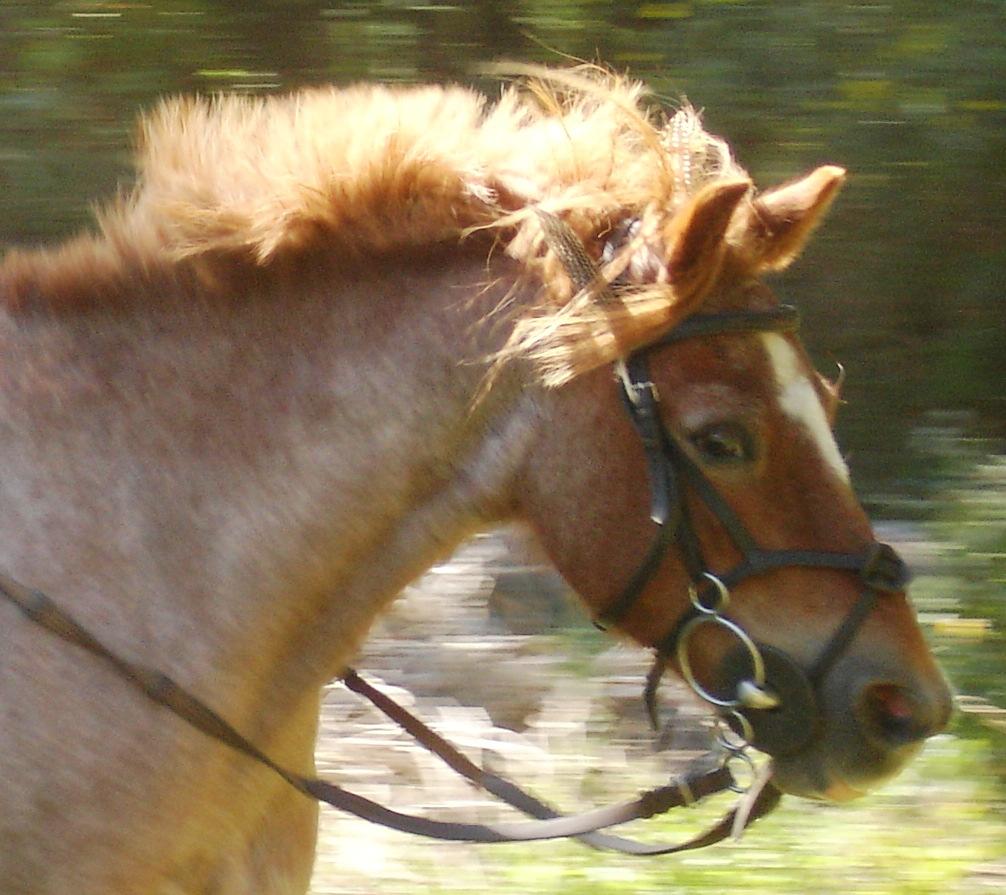Short Story The Adventures of Tinker Part 2 Oh, no! a devastated Tinker exclaimed miserably. Struggling to his feet, he watched as the slender mare galloped away from him.