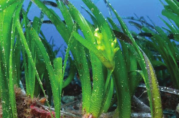Name Date Really Old Sea Grass After you have read This sea grass is REALLY old, answer the following questions. 1.