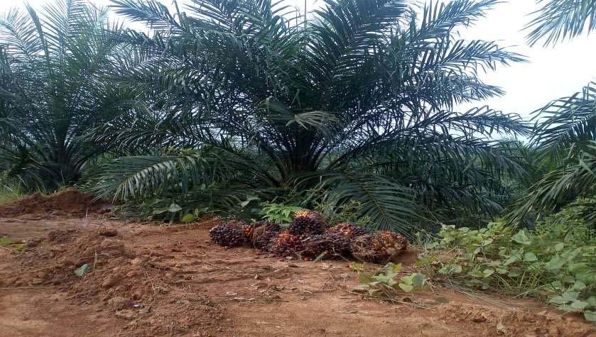 Matured Palm Kabupaten