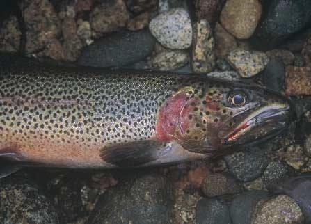 Cutthroat trout with fry pattern. grayling Thymallus; the char Salvelinus; brown trout and Atlantic salmon Salmo; and the Pacific trout, steelhead and salmon Oncorhynchus. Cutthroat trout O.