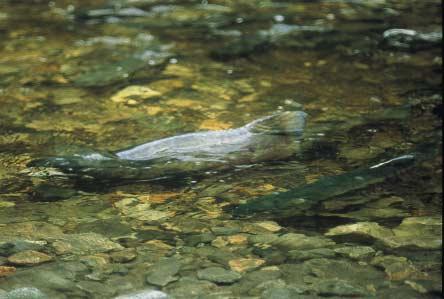 INTRODUCTION very year, adult pink, sockeye, chum, coho, and chinook salmon battle upstream in coastal rivers from California to Alaska, often travelling hundreds of miles to complete their mating