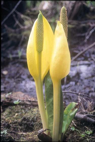Skunk cabbage in the