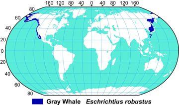speaking people Gray Whale Eschrichtius robustus