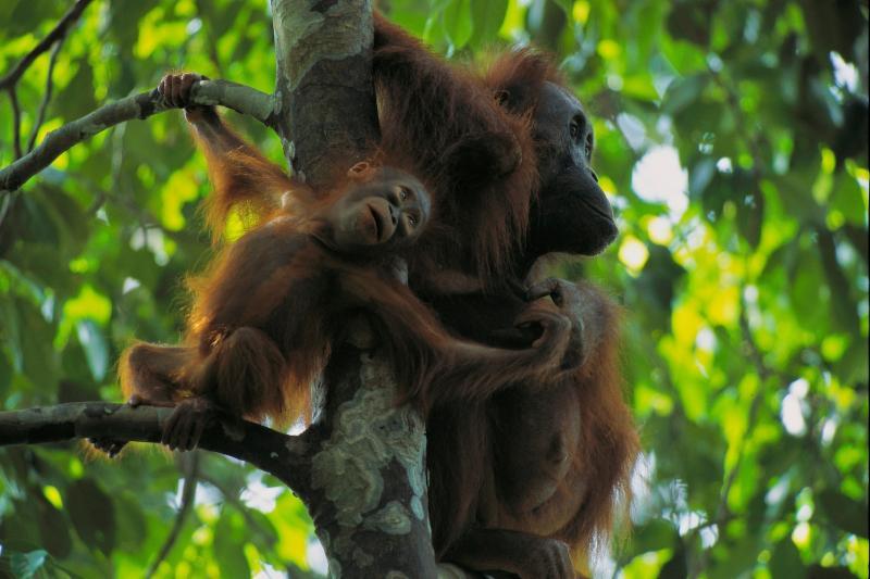 Gunung Palung Orangutan Conservation Program March 2017 Code RED An e-newsletter from your friends in West Kalimantan Dear Friends and Supporters, With spring upon us (not that "spring" really