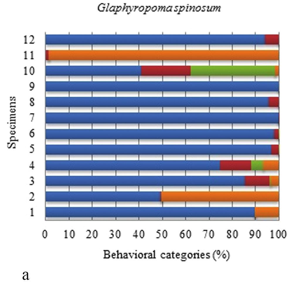 Spontaneous behavior of basal Copionodontinae cave catfishes from Brazil... 71 Figure 6.