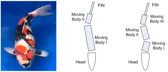 C Shape movement model of swimming fish B.