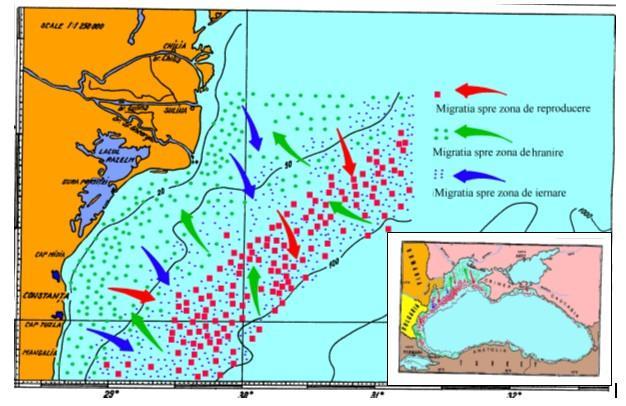 Fig 2.1.1 Whiting migration routes in the Black Sea area (Radu G., 2003) Fig.2.1.2 Whiting migration routes in the Black Sea Romanian area The problem of units for whiting stocks in the Black Sea has not been settled yet.