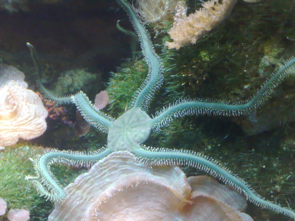 The animal I m about to tell you about is a Brittle Star. A brittle star lives deep in the ocean. The first adaptation I m going to tell you about is Self-Amputaiton.
