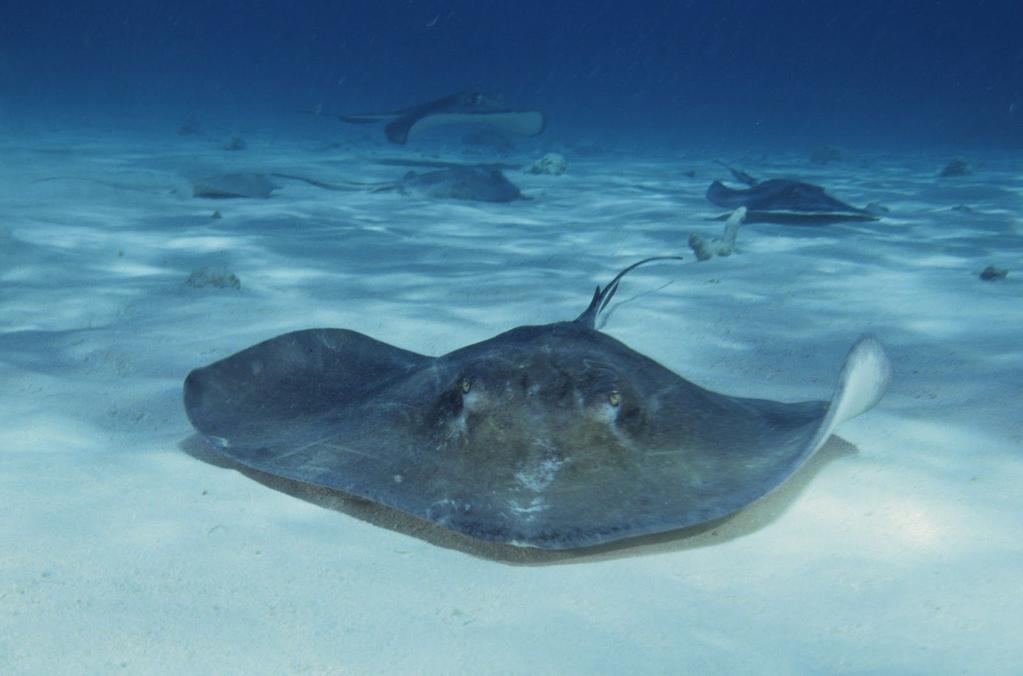 Stingray Stingrays live in the ocean and they are fish. They have adaptations to help them survive. They have a long tail that is posinus. It protects its self by poisoning the other animal.