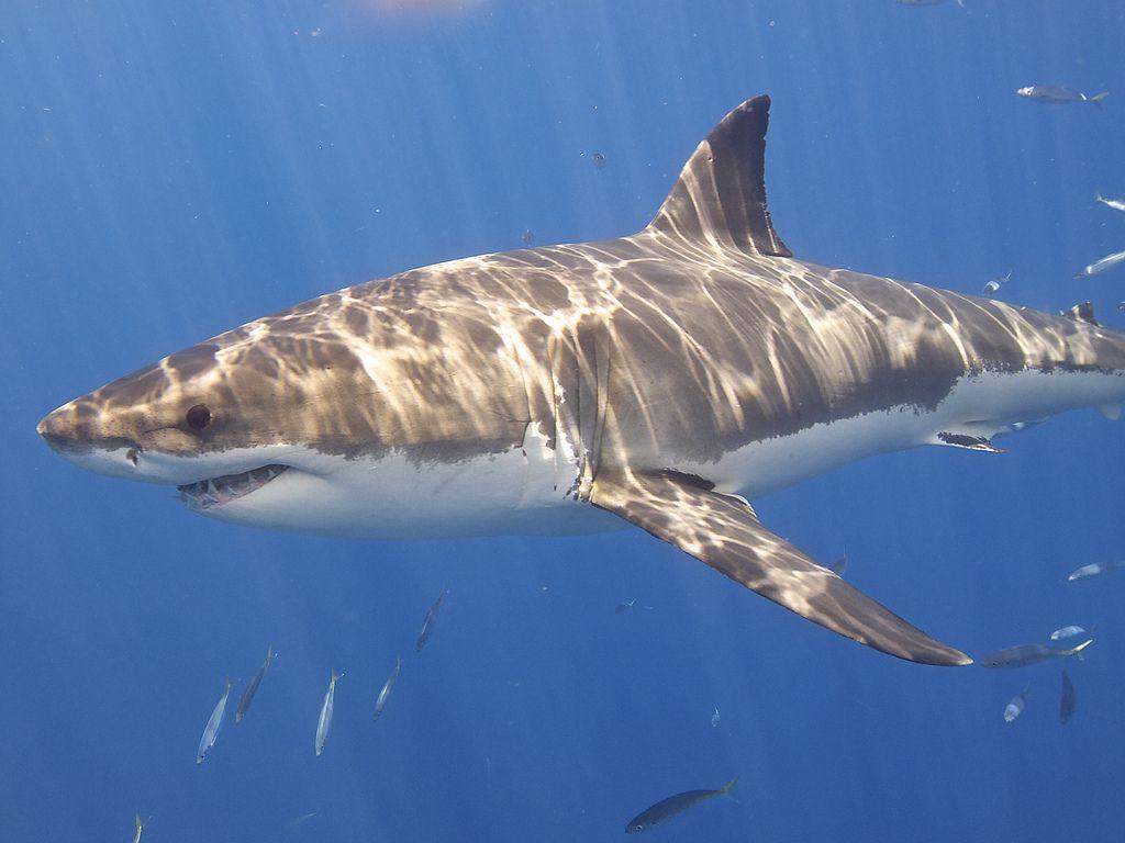 Great White Sharks Great White sharks live in the ocean and they are fish. They have a few adaptations. The Great White has muscular fins to help it swim away from predators and catch prey.