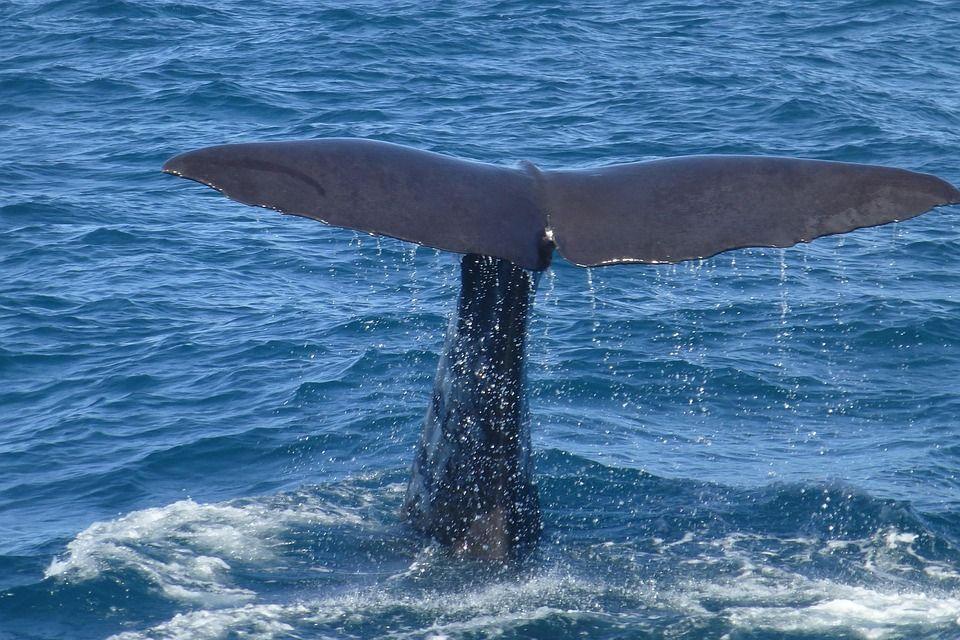 Blue Whales Blue Whales live in the ocean. They have different adaptations to help them survive in the ocean.