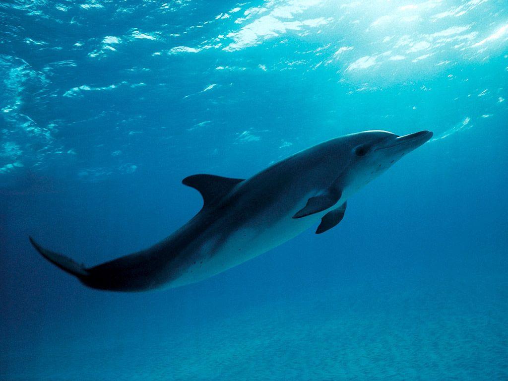 Dolphins Dolphins live in the ocean. They are mammals. They have many adaptation.