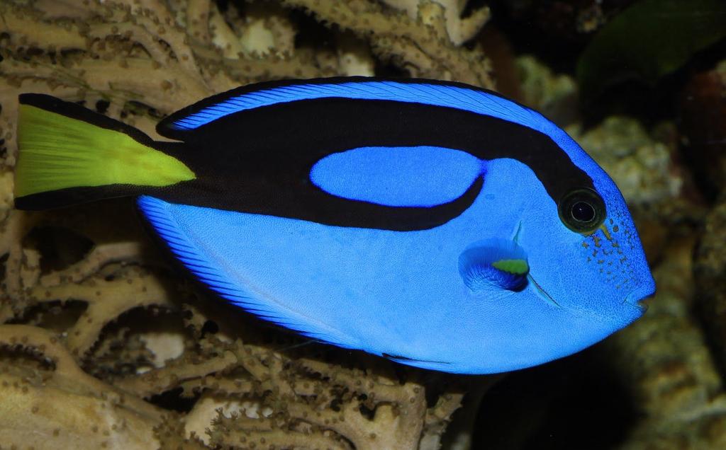 Blue hippo Tang Hippo tangs are a fish. One adaptation is its skin. When it is frightened its skin changes to look inedable. Another adaptation is being an omnivore.