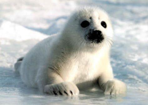 Harp Seal Pups Harp seal pups live in the ocean. They are mammals and they have lots of adaptations.