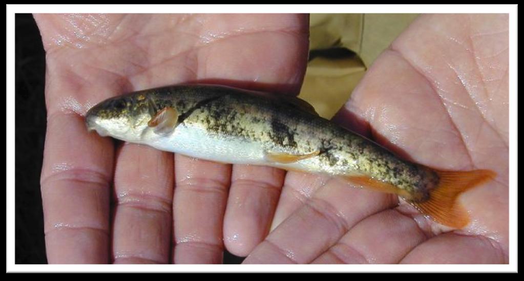 ! PETITION TO LIST THE Rio Grande Sucker (Catostomus plebeius) UNDER THE ENDANGERED SPECIES ACT Rio Grande sucker (Catostomus plebeius). Photo: Colorado Department of Natural Resources.