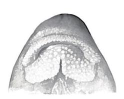 Rio Grande sucker ( Joseph Tomelleri, Rees and Miller 2005 at Cover). Figure 2. Rio Grande sucker jaws and lips, ventral view (drawing: Sublette et al. 1990 at 212; photograph: Smith 1966, Plate I).