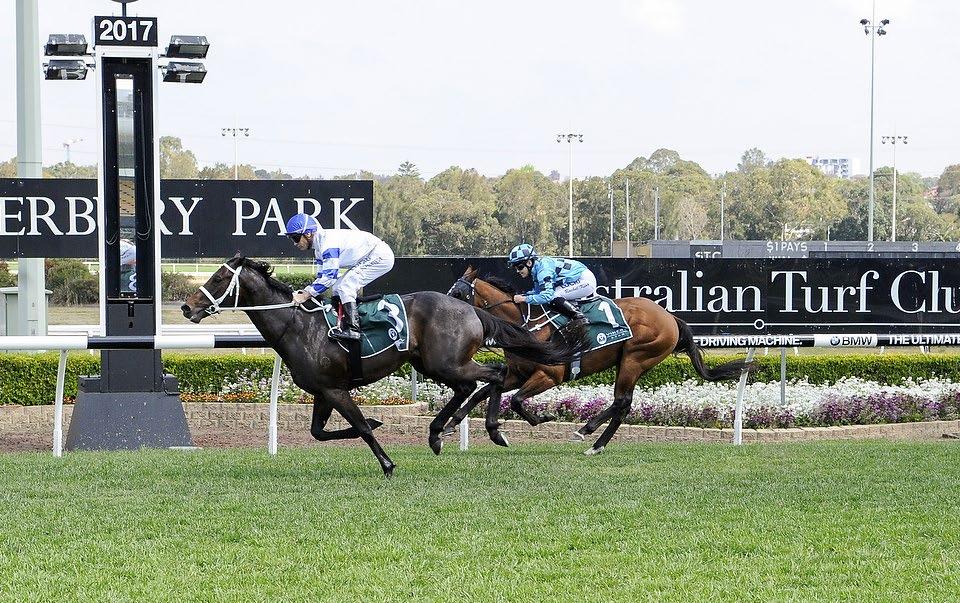 ESTIKHRAAJ 6yo G Dansili - Shimah by Storm Cat The imported son of Dansili seems to relish the tight Canterbury circuit and he recorded his third victory over the 1900m distance at that track on