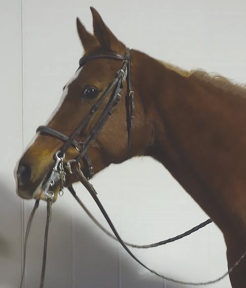 ATTIRE OF HANDLER / TACK OF HORSE ENGLISH/HUNTER STYLE FULL BRIDLE What is traditional & recommended Clarifications Attire of Handler Protective headgear may be worn without penalty Hunt cap or