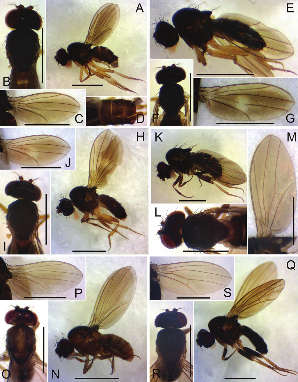 134 Jin-Hua Yang et al. / ZooKeys 665: 121 146 (2017) Figure 3. Left lateral habitus, head and thorax (dorsal view), wing (left, ventral view), and abdomen (dorsal view).