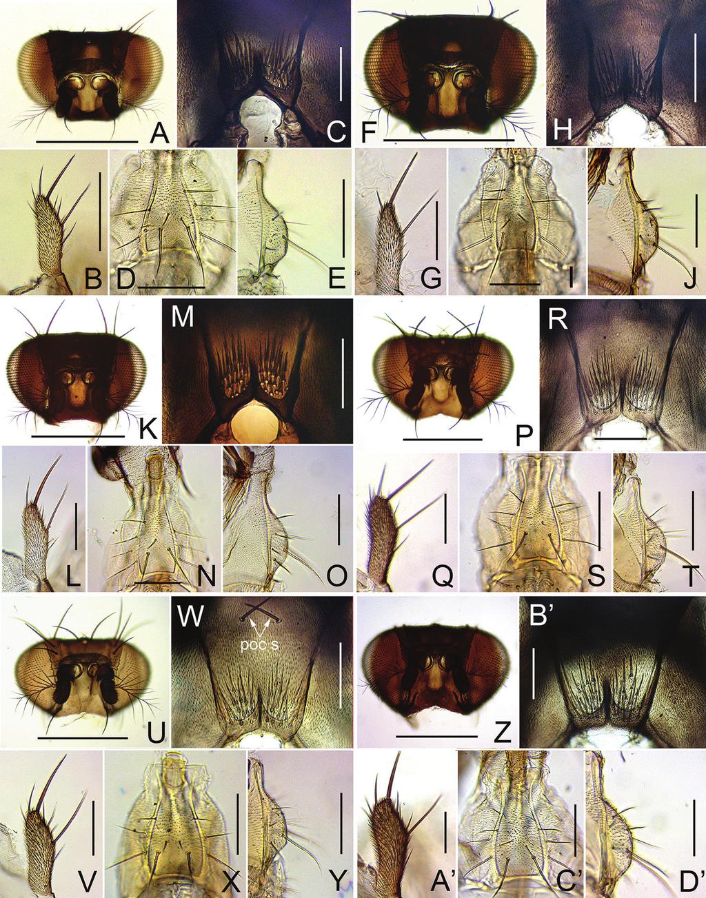 A new species group in the genus Dichaetophora, with descriptions of six new species... 135 Figure 4. Head (anterior view), postocciput, palpus, and prementum (ventral and lateral view, respectively).