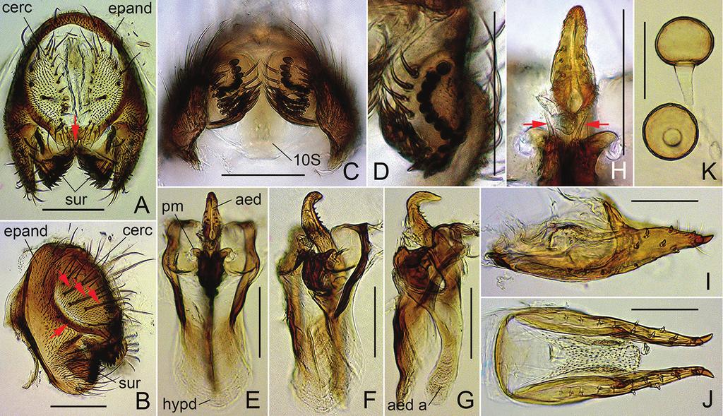 136 Jin-Hua Yang et al. / ZooKeys 665: 121 146 (2017) Figure 5. Dichaetophora trilobita sp. n. (A H #03877 I K paratype #03878).