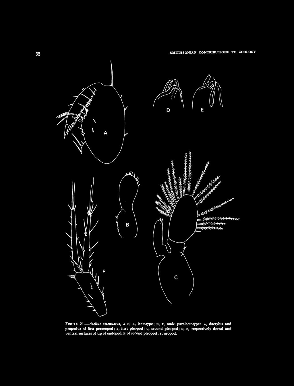 dactylus and propodus of first peraeopod; B, first pleopod; c, second