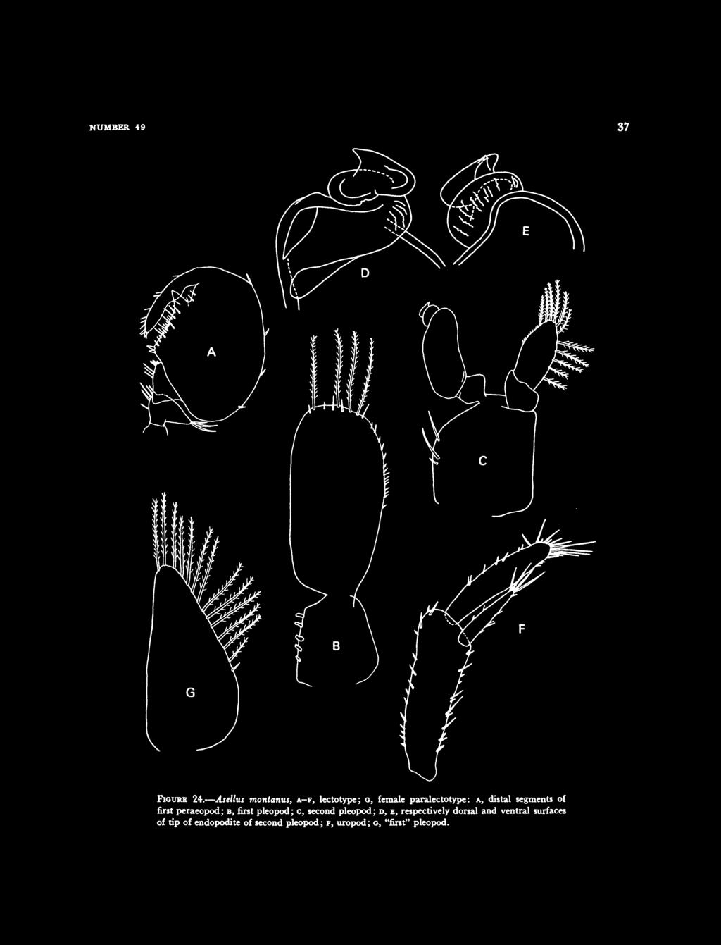 segments of first peraeopod; B, first pleopod; c, second pleopod; D,