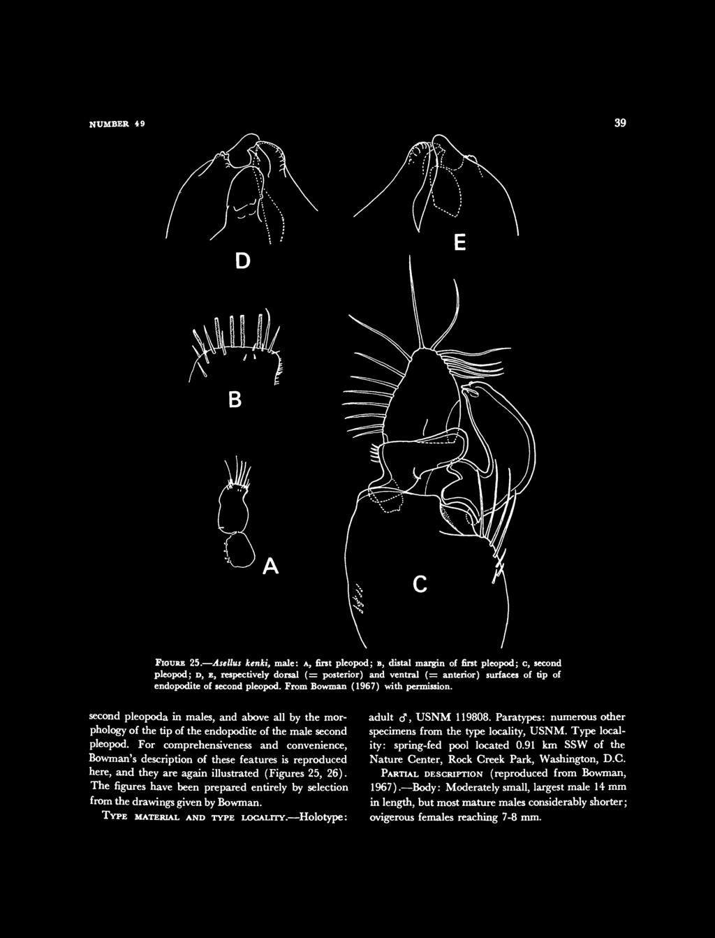 pleopod. From Bowman (1967) with permission. second pleopoda in males, and above all by the morphology of the tip of the endopodite of the male second pleopod.