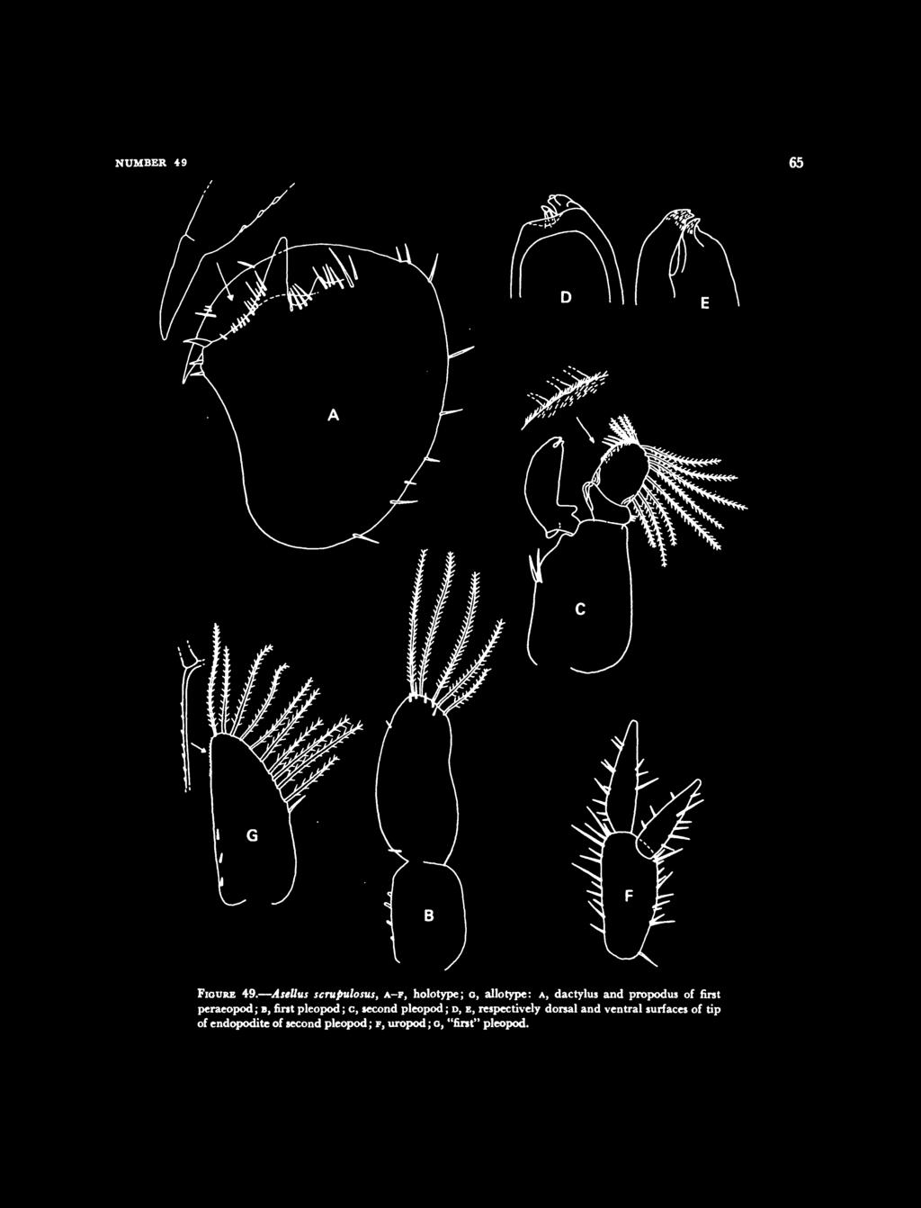 propodus of first peraeopod; B, first pleopod; c, second pleopod;