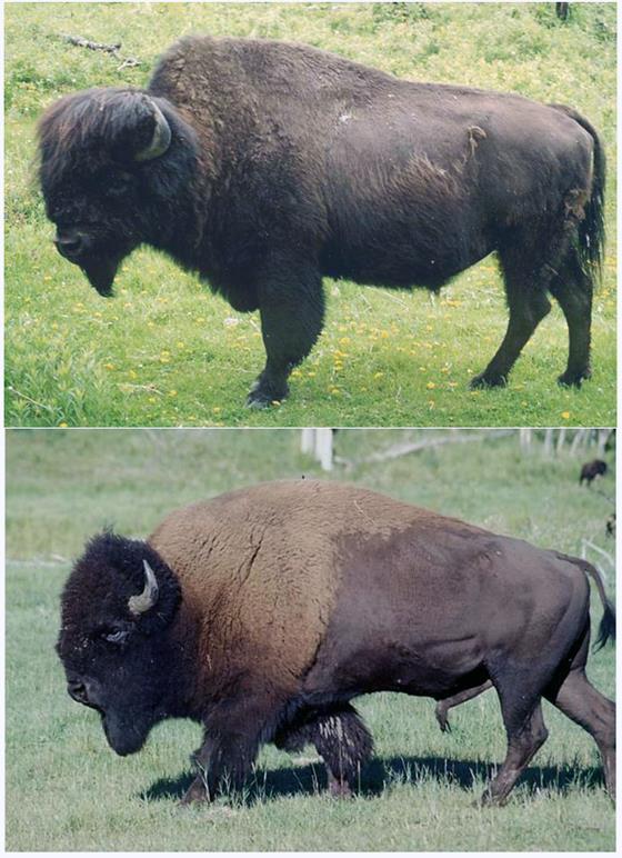 The history of wood bison Wood bison is a bison subspecies with clear conformational differences Large-scale displacement of plains bison into