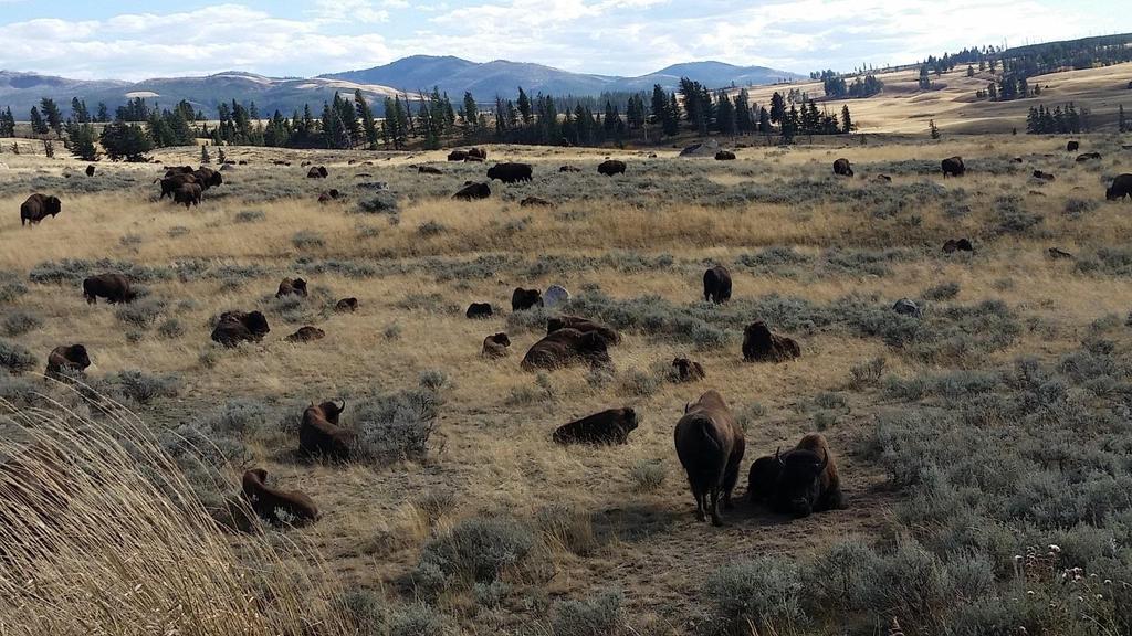 Background The Yellowstone bison herd is