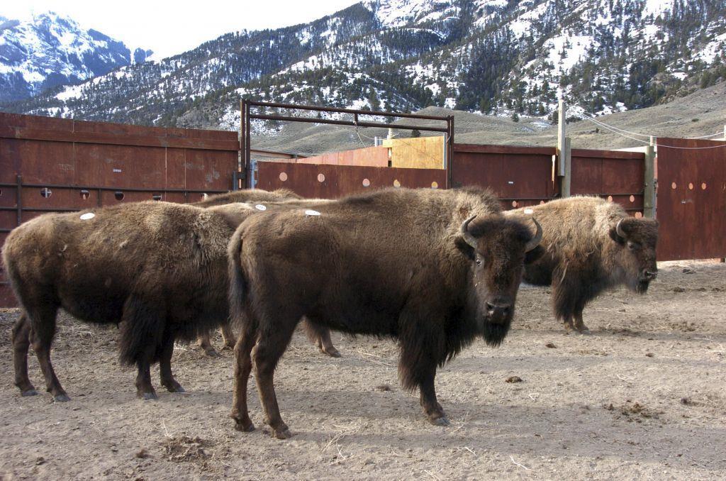 Background The Yellowstone bison herd is unique Well documented recent