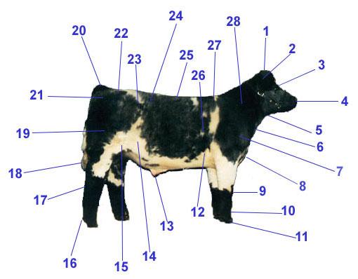 11 1. Poll 2. Ear 3. Face 4. Muzzle 5. Throat 6. Dewlap 7. Point of Shoulder 8. Brisket 9. Knee 10. Pastern 11. Hoof 12. Heart Girth 13. Sheath 14. Belly or middle 15.