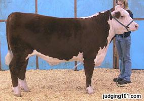 12 Pictured above is a Hereford steer. His visual fat indicators (flank, brisket, middle, and around the tail head) all seem to indicate he is acceptable in his degree of finish.