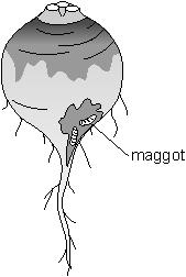 (b) The drawing below shows root maggots eating a turnip. The maggots damage the roots. Damaged roots do not grow very well. Complete the sentence below. Damaged roots cannot take up as much... and.