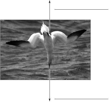 (b) To catch food, the gannet dives down into the sea. What is the useful energy transfer when the gannet dives? Choose words from the box below.