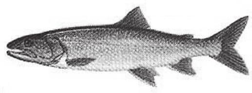 Chinook Salmon Flathead