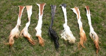 00 18-35W 18-07-R COW TAILS BUFFALO TAILS The reproduction buffalo tails come from ranch-raised buffalo hide that has been shaped and frizzed to look like a real tail.