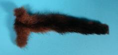 2150-4 Animal Tails 67 OTTER TAILS 18-10 These are tanned otter tails in assorted sizes. They are approximately 16" to 18" long (Lontra canadensis, 18-10 Otter Tail $13.