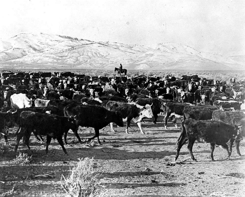 The Cattle Drives Farmers became angry as their cattle drive.