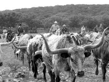 The Chisholm and Western Trails In 1871, some 600,000 to 700,000 longhorns arrived in the cow town.