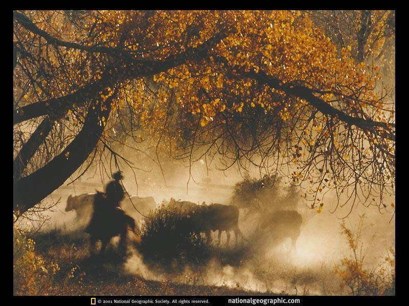Life on the Trail Two highly experienced cowboys called point men guided the herd. Drag men traveled behind the herd.