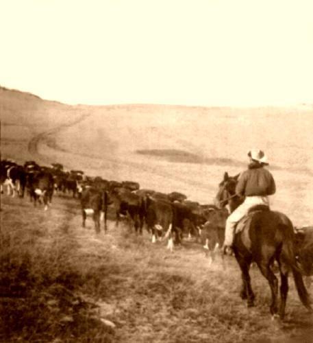 The Cattle Drives Such high prices convinced Texas ranchers that they could make large profits by raising more cattle.