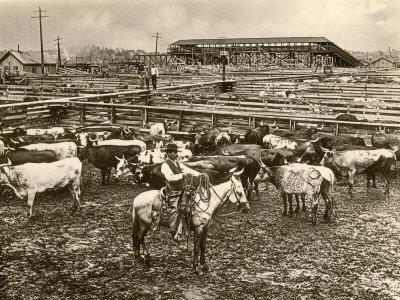 The Cattle Drives By 1865, stockyards, or huge holding pens, and packing houses were opening in Chicago.