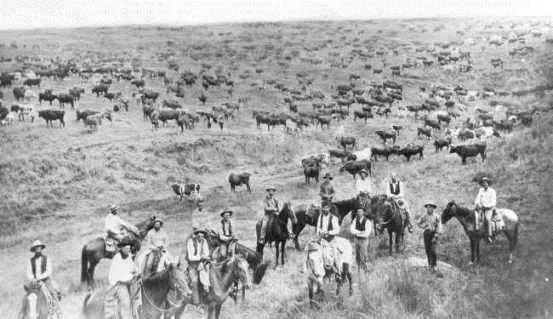 The Cattle Drives In Missouri and eastern Kansas, there was little open range left much of the land was farmed.