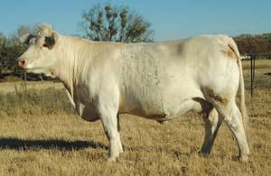 Flush to be done at Gaylor Genetics, Townsend, MT. Buyer pays all flush expenses, semen costs, shipping embyros, freezing, etc.
