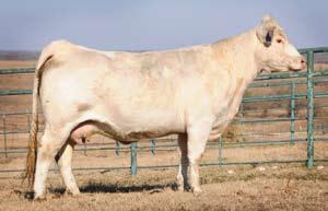 6 24 36-5 5.7 7 0.4 Full sib to LC Suspect 0109, sold for $15,000; full sib to 1059, the $20,000 Houston Champion; and 1015 who sold for $5,000 and was the winner of the San Antonio scholarship award!