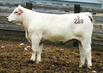 00 Selling choice of ET calves sired by VCR Sir Duke 914, the all-time great AICA Multiple Trait Leader and sire of Leaders! Pick of 3 heifer calves and 1 bull calf.