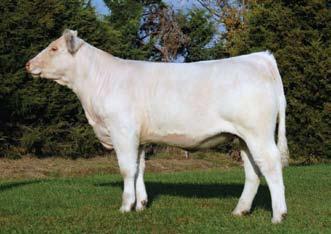 Ali Mark is a former Milk Trait Leader, sire of a #1 Milk Trait Leader, one of the few sires listed as a Trait Leader in 3 or more carcass EPDs. All calves are born in August 2010.