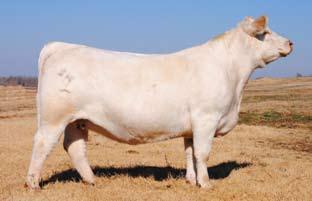 Bill Pendergrass said G166 produced some of their very best calves at Camp Cooley! F703 is also a pick of the DeBruycker herd and the Dam of Oakleaf M1788.